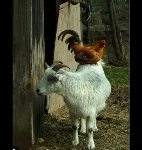 BOUGIE CHICKENS &amp; GOATS
